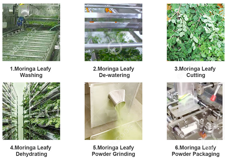 moringa-powder-production-line