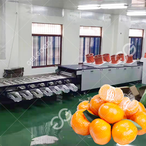 Citrus Cleaning, Air-Drying, at Waxing Line: Revolutionizing Fruit Processing