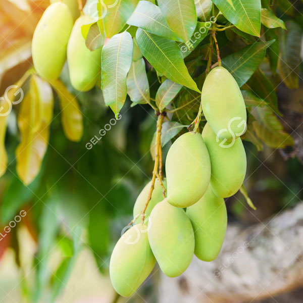 Matapos ang paglilinis ng mangga at iba pang kagamitan na na-customize ng Gelgoog para sa CE Company ay opisyal na inilagay sa produksyon, ang kahusayan ng proseso ng paghuhugas at pagproseso ng mangga ng CE Company ay lubos na napabuti, na nakakatipid ng mga human resources. kalidad.